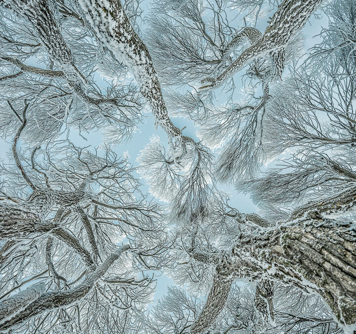 Winter Frost (Petri Damstén)